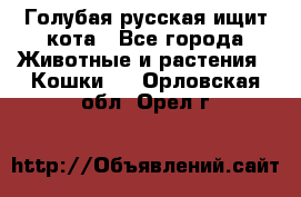 Голубая русская ищит кота - Все города Животные и растения » Кошки   . Орловская обл.,Орел г.